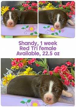 Shandy, red Tri female, $1700