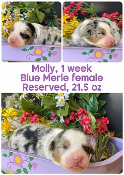 Molly, blue Merle female, Reserved