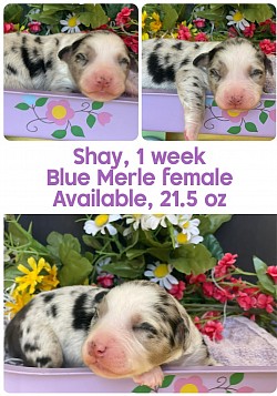 Shay, blue Merle female, Reserved