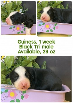 Guiness, black Tri male, Reserved