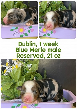 Dublin, blue Merle male Reserved