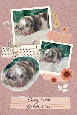 Daisy, red Merle female, on hold