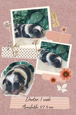 Dexter, Blue Merle male, $2200