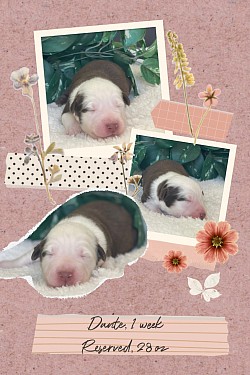 Dante, red Tri male, Reserved