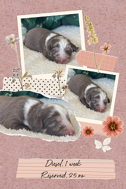 Diesel, red Merle male, Reserved