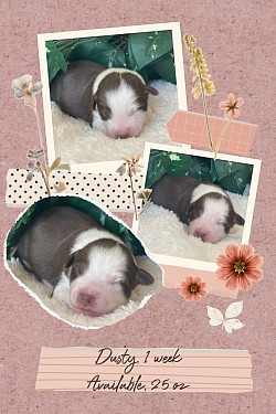 Dusty, red Tri male, $1700