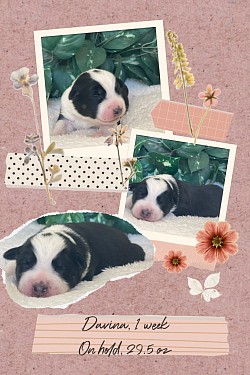 Davina, black Tri female, on hold