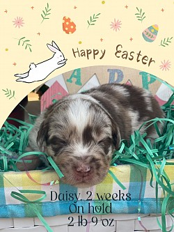 Daisy, red Merle female, reserved