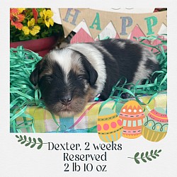 Dexter, Blue Merle male, Reserved