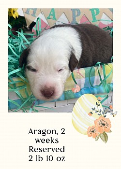 Dante, red Tri male, Reserved