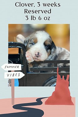 Clover, Blue Merle female, Reserved