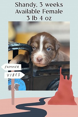 Shandy, red Tri female, Reserved