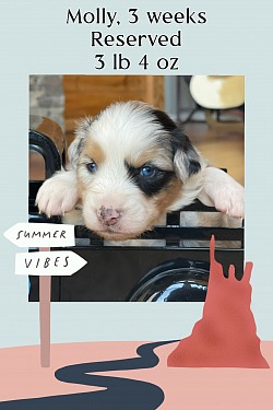 Molly, blue Merle female, Reserved