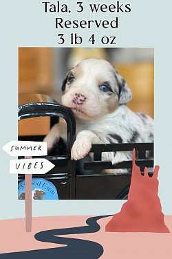 Shay, blue Merle female, Reserved