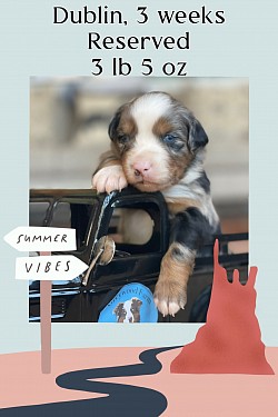 Dublin, blue Merle male Reserved