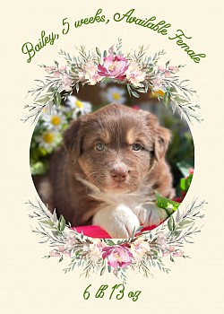 Bailey, red tri female, Reserved