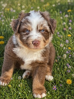 Diesel, red Merle male, Reserved