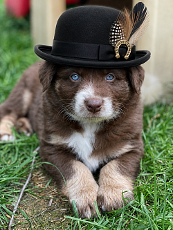 Duke, red Tri male Reserved