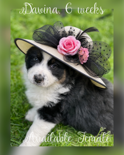 Davina, black Tri female, Reserved